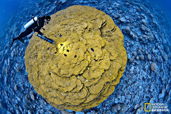 金曼礁國家紀(jì)念區(qū)，太平洋攝影：Brian Skerry，國家地理創(chuàng)意版