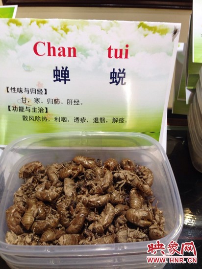 你可能沒想到，這個知了幼蟲退下的皮還是一味藥，對嗎？