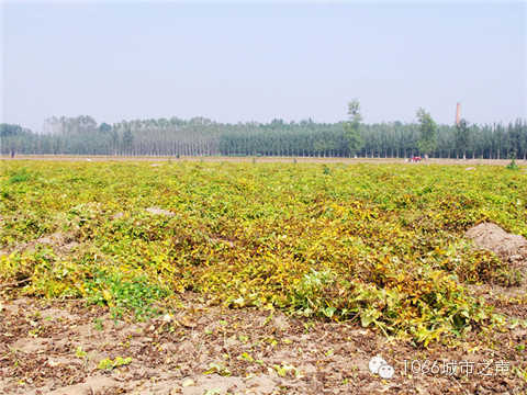 一望無際的山藥基地。據(jù)說，一季山藥后，土地需要五年才能恢復(fù)。