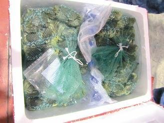  大陸進(jìn)口大閘蟹被檢出禁用的動(dòng)物用藥，已全數(shù)銷毀。 圖片來(lái)源：臺(tái)灣《聯(lián)合報(bào)》