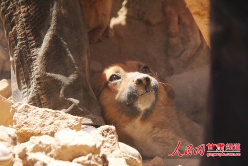 探出頭的小黃狗期待地看著救他的人。王生元/攝