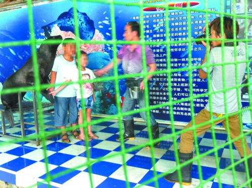 海獅就這樣被飼養(yǎng)員和攝影師擺弄，稍不聽話就會(huì)遭到毒打。