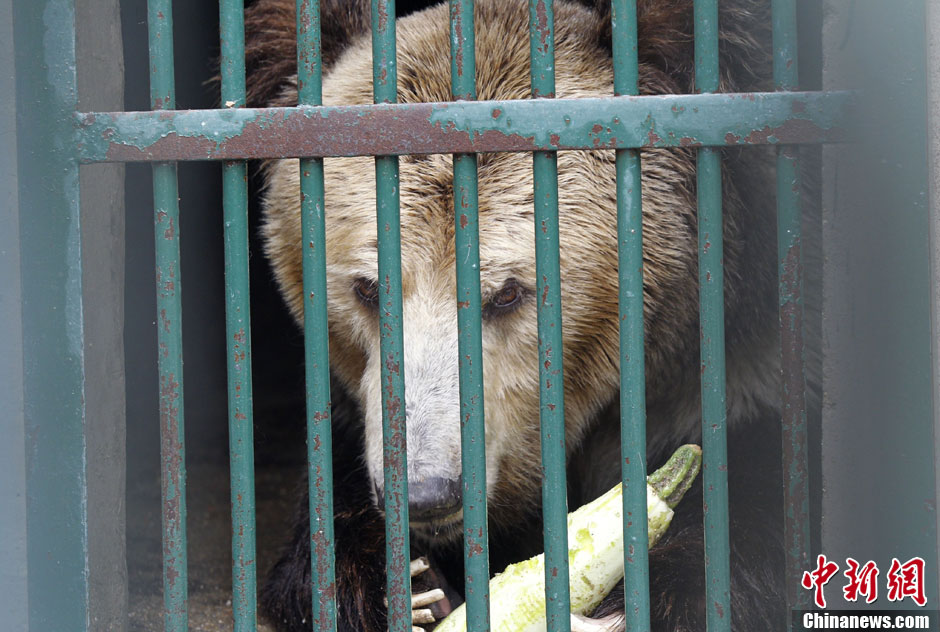 6月19日，河南鄭州，新密市動(dòng)物園咬死飼養(yǎng)員的肇事棕熊被暫押在鄭州動(dòng)物園內(nèi)，該熊“臥室”周圍被三重鋼