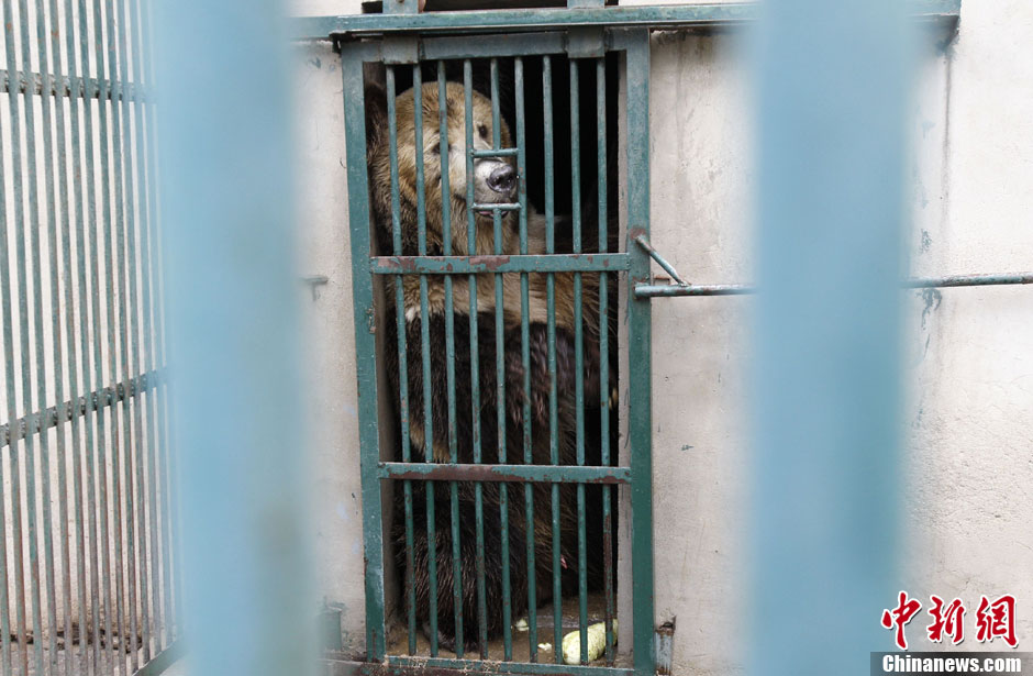 6月19日，河南鄭州，新密市動(dòng)物園咬死飼養(yǎng)員的肇事棕熊被暫押在鄭州動(dòng)物園內(nèi)，該熊“臥室”周圍被三重鋼