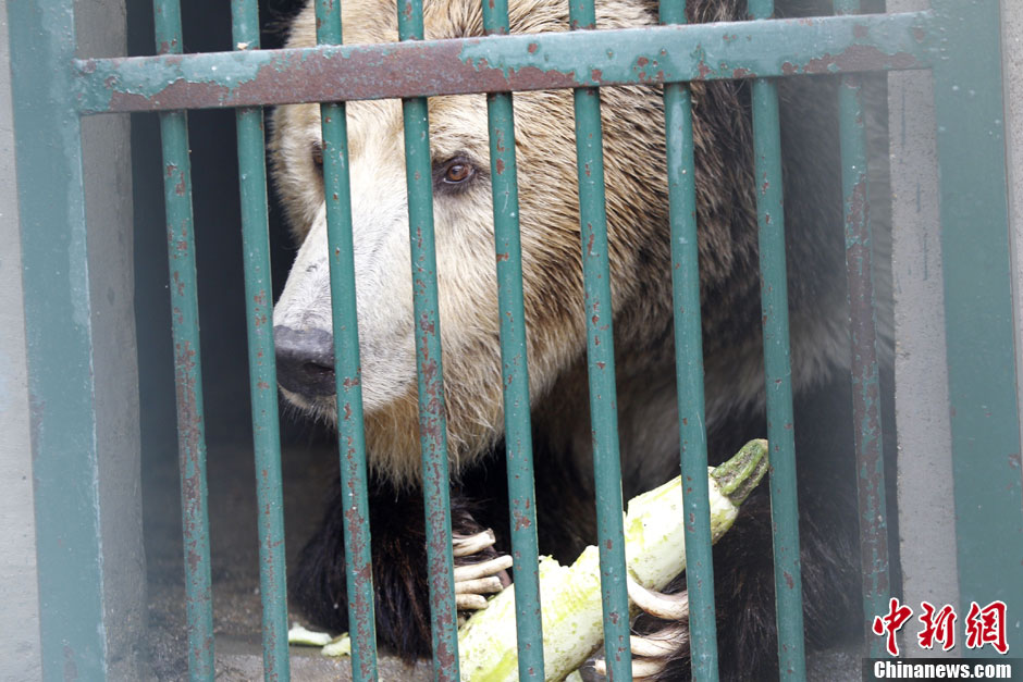 6月19日，河南鄭州，新密市動(dòng)物園咬死飼養(yǎng)員的肇事棕熊被暫押在鄭州動(dòng)物園內(nèi)，該熊“臥室”周圍被三重鋼