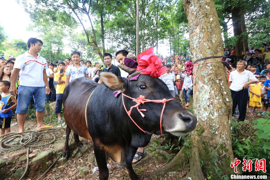 圖為村民給一頭黃牛頭戴上紅花準備進行“牽牛上樹”儀式。 譚凱興 攝