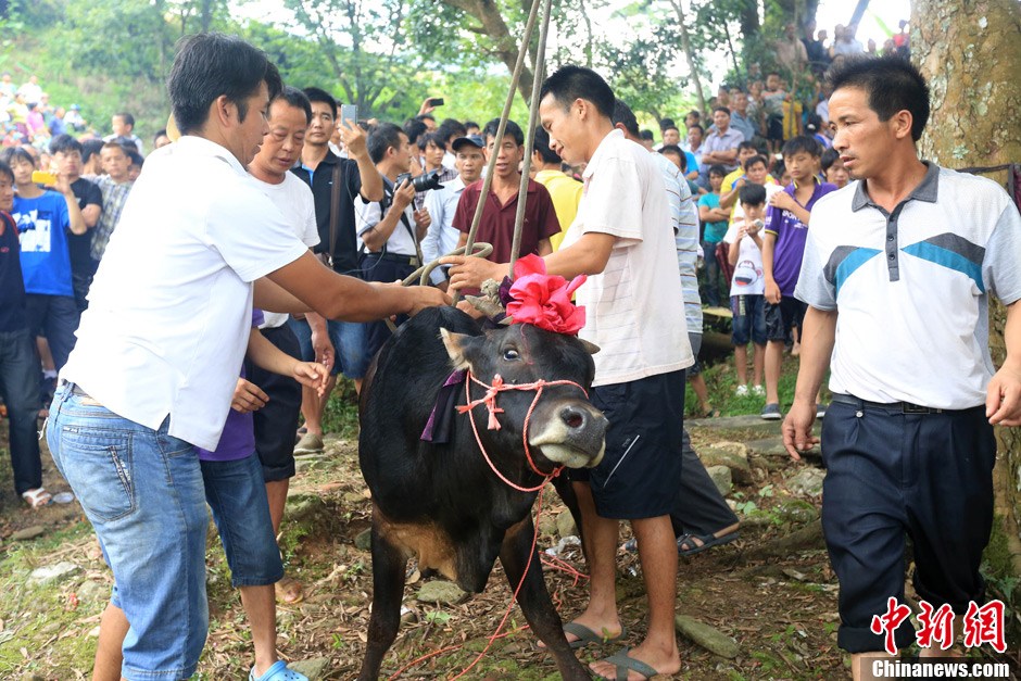 村民給黃牛套上繩索，準備進行儀式。 譚凱興 攝