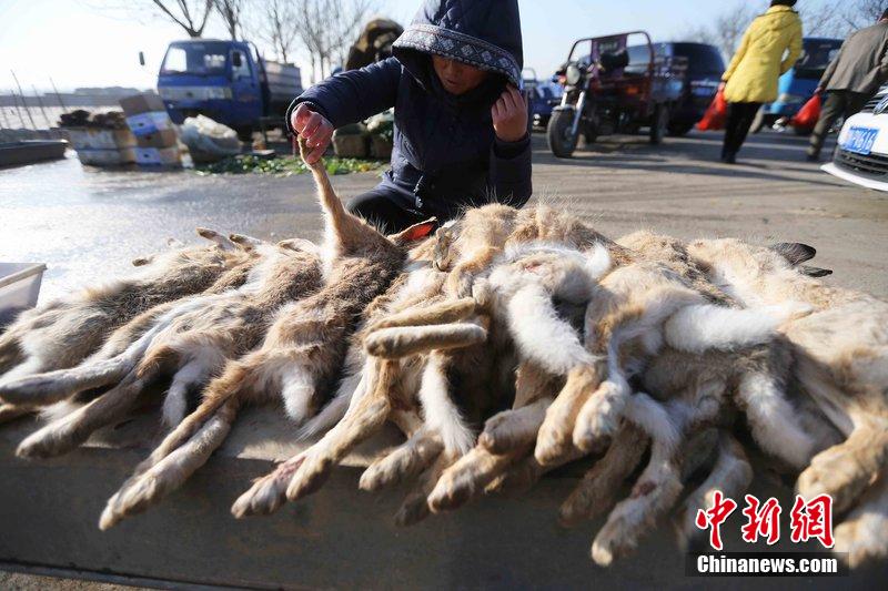 圖為12月14日，104國道靜海縣城附近，家養(yǎng)的大雁和野鴨被擺在一起售賣。田寶希 攝 圖片來源：CF