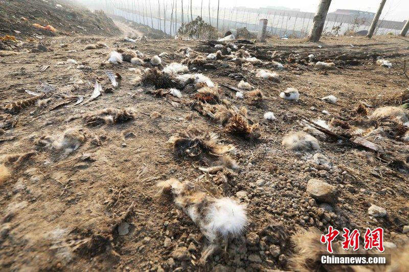 圖為12月1日，104國道靜?？h城附近，野兔的皮毛內(nèi)臟等殘留物散落一地，寒風中飄著一股刺鼻的酸臭味。