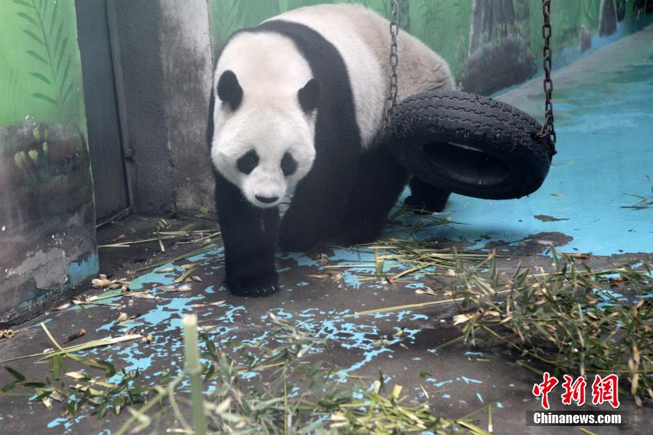 　3月17日，河南鄭州動物園內(nèi)的大熊貓“龍昇”。