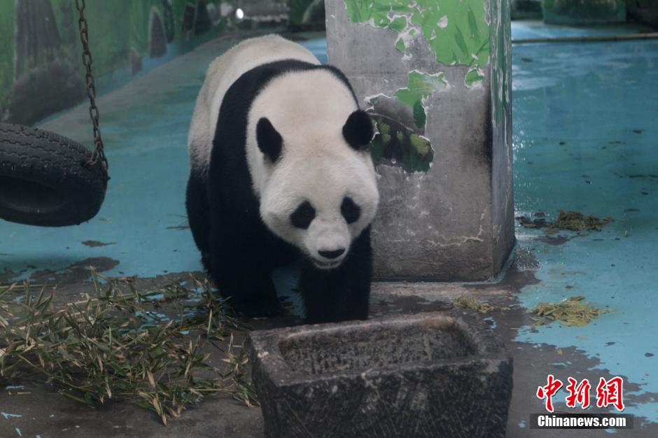 3月17日，河南鄭州動物園內(nèi)的大熊貓“龍昇”。