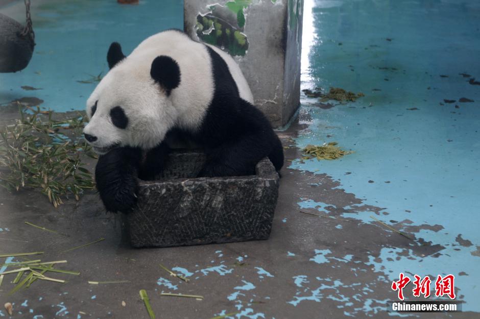 3月17日，河南鄭州動物園內(nèi)的大熊貓“龍昇”。