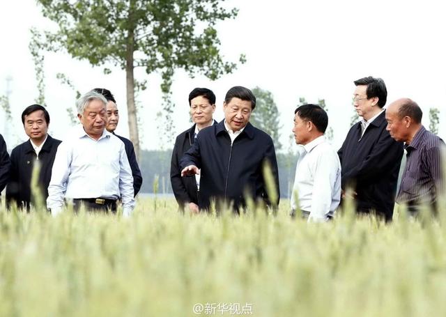 習(xí)近平走進(jìn)糧田,看麥穗灌漿,問農(nóng)田建設(shè)。