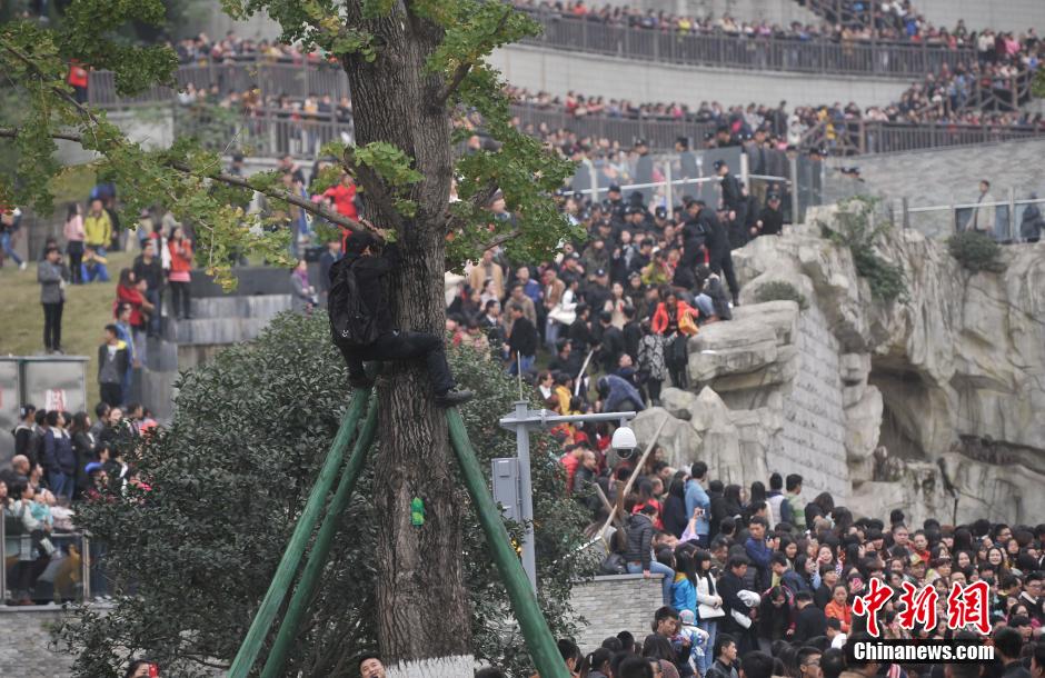 重慶一市民為占據(jù)有利位置，爬上銀杏樹觀看自己喜歡的明星。