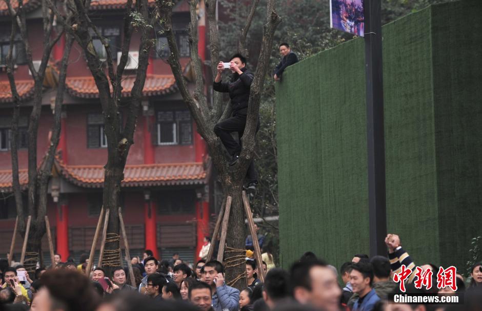 重慶一市民為占據(jù)有利位置，爬上銀杏樹觀看自己喜歡的明星。
