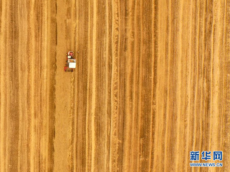 這是5月28日在河南省南陽市唐河縣甘河灣村航拍的麥?zhǔn)宅F(xiàn)場。