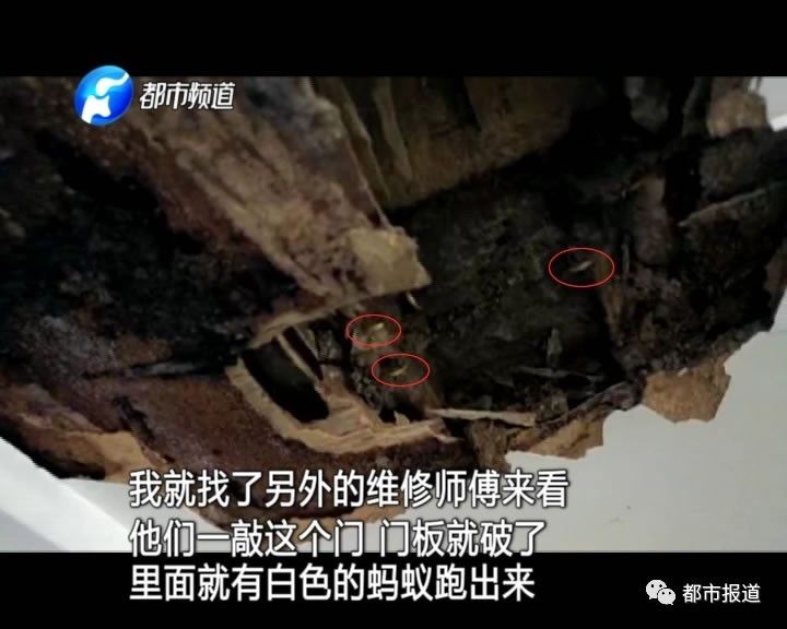 蟻族大軍入侵！十幾萬裝修的新家被“吃掉”