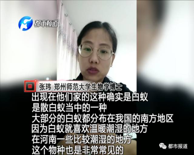 蟻族大軍入侵！十幾萬裝修的新家被“吃掉”