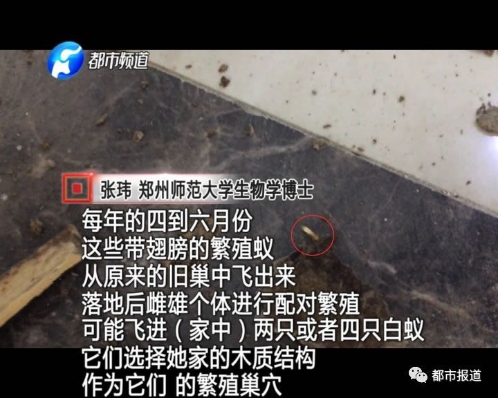 蟻族大軍入侵！十幾萬裝修的新家被“吃掉”