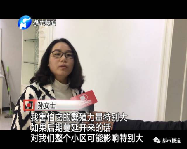 蟻族大軍入侵！十幾萬裝修的新家被“吃掉”