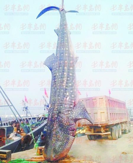 9月8日，日照漁民捕獲的重達(dá)10余噸的鯨鯊。(照片來(lái)自大眾網(wǎng))
