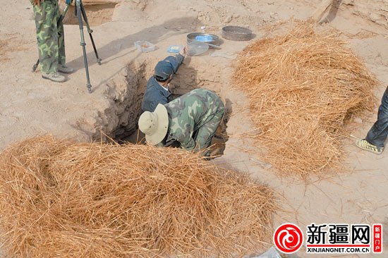 考古人員正在清理麥稈。（圖由中國科學(xué)院人文學(xué)院科技室與科技考古系提供）