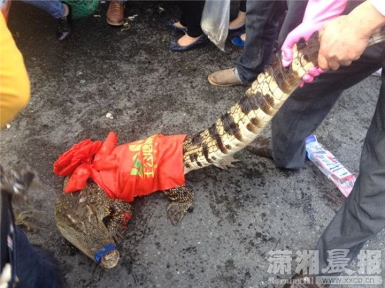 車上的鱷魚(yú)爬上路面。記者 向帥