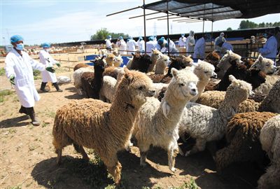 昨日，由智利進口的946頭羊駝，被運抵大興一動物檢疫隔離場進行檢驗檢疫。記者 王貴彬 攝