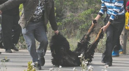 雙流鳳凰村兩只巨型藏獒襲擊村民，民警用手槍將其當(dāng)場擊斃