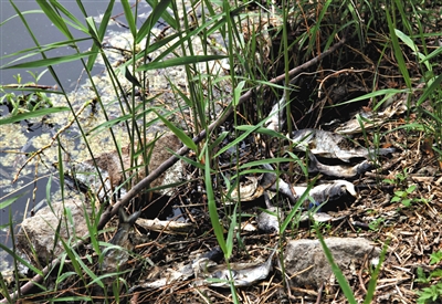南沙河中漂浮著大量生活垃圾和腐爛水草等物，岸邊出現(xiàn)大量死魚。新京報記者郭鐵流攝