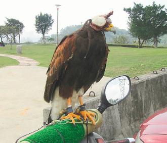 闖禍的老鷹則被主人戴上頭套，以鐵鏈鎖在摩托車的車頭上“罰站”/臺灣《聯(lián)合報(bào)》圖