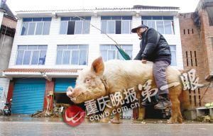 蔣大爺騎著他的種豬出門，回頭率很高。