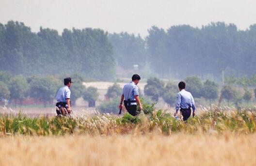 昨日上午，合肥長豐縣雙墩鎮(zhèn)，民警分成小隊在案發(fā)村莊附近麥田搜捕嫌犯。記者劉玉才/攝