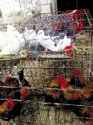 銷量大不如前，近期可能漲價