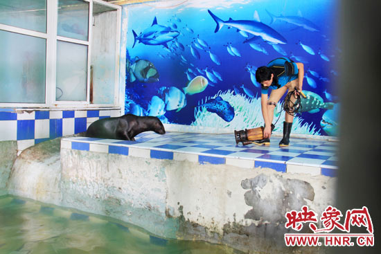 圖為飼養(yǎng)員和海獅。