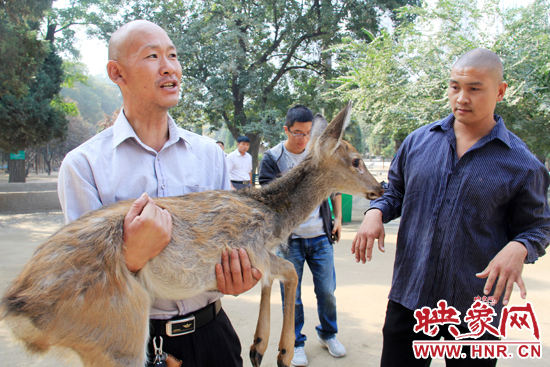 失主宋先生將“愛鹿”抱回家,并表示待小鹿傷情痊愈后,將其送到動(dòng)物園,供市民觀賞。