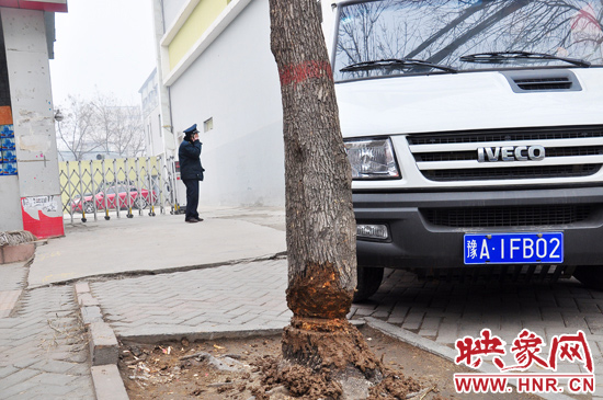 據(jù)了解，這棵樹在一家名叫“蝸牛之家”賓館專用停車場的出口處的南側(cè)，與北側(cè)的另外一棵白蠟樹有三四米的距