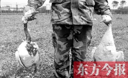 濟源一山間農(nóng)場遭襲，死傷200多只大鵝