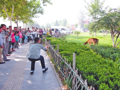 工作人員悄悄走近梅花鹿，準(zhǔn)備發(fā)射麻醉針。