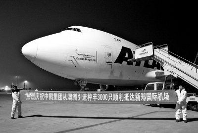 首批澳洲種羊搭乘包機到達(dá)新鄭國際機場