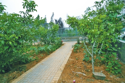路兩邊是核桃樹(shù)，而路的盡頭救助野生鳥(niǎo)類的籠子，鴨子和鵝占了鵲巢