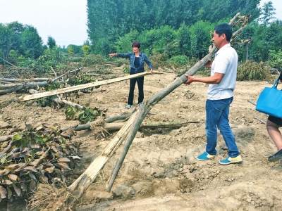 現場遍地是樹干和樹根，有的樹葉已枯萎