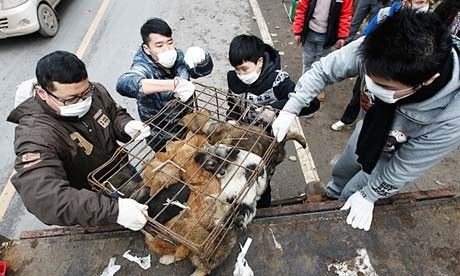 廣西玉林狗肉節(jié)期間1萬(wàn)條狗被屠殺引熱議
