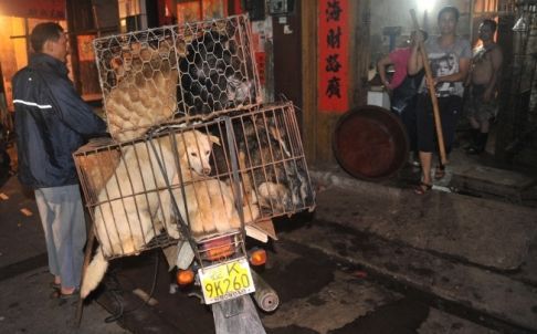 廣西玉林狗肉節(jié)期間1萬(wàn)條狗被屠殺引熱議