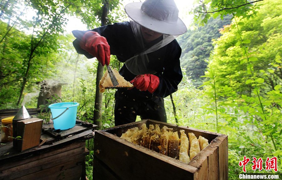 神奇神農架“懸棺”養(yǎng)蜂