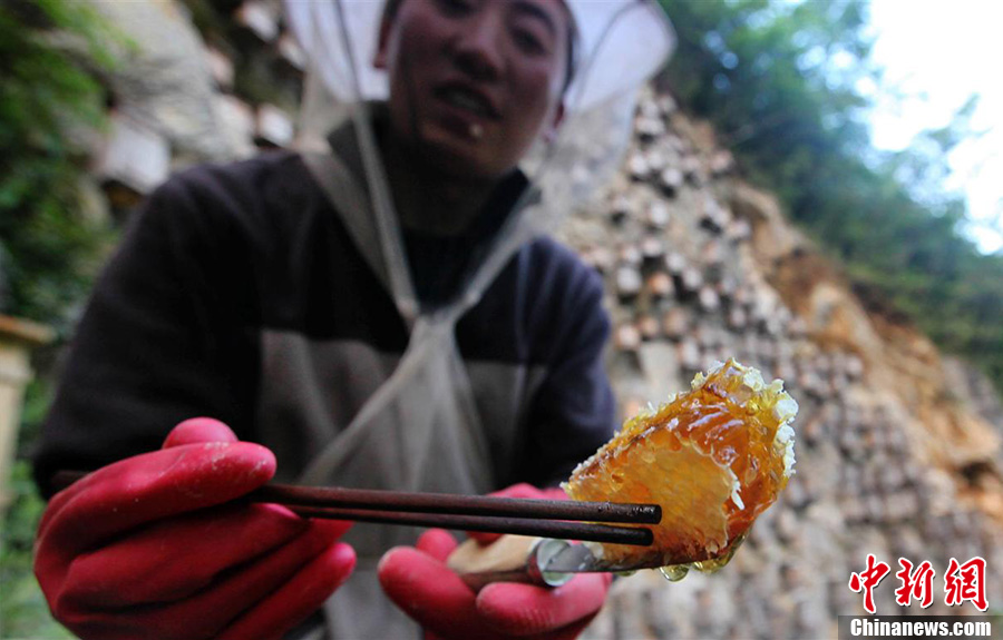 神奇神農架“懸棺”養(yǎng)蜂