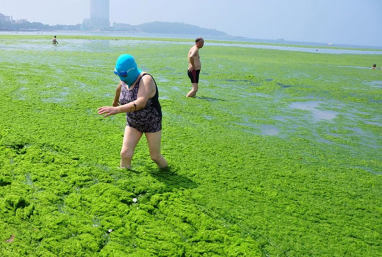 2013年7月3日，山東青島青島高溫來襲，“青島大媽”不懼滸苔，戴著“強(qiáng)盜面具”出現(xiàn)在海水浴場(chǎng)消暑降