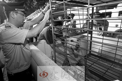 相關(guān)部門(mén)將加強(qiáng)管理，今年12月起烈性犬一律沒(méi)收。 （資料圖）