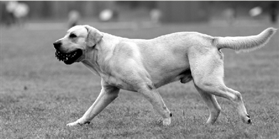 養(yǎng)犬限高35厘米一旦實(shí)施，拉布拉多、金毛等大型犬將被禁養(yǎng)。