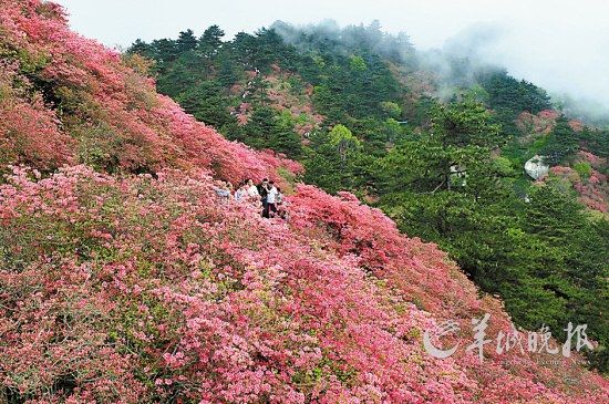 　　湖北麻城龜峰山10萬畝連片野生杜鵑。